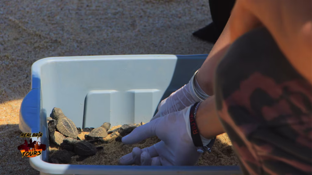 Real Baja Tours Turtle Preservation Program