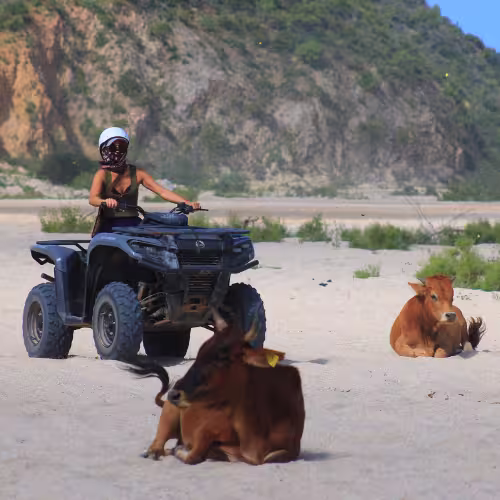 Real Baja Tours Pets